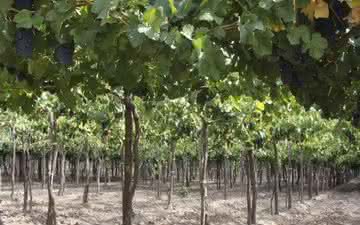 Uvas Pinot Noir são as mais utilizadas para a produção de vinhos no estado de Oregon, nos EUA