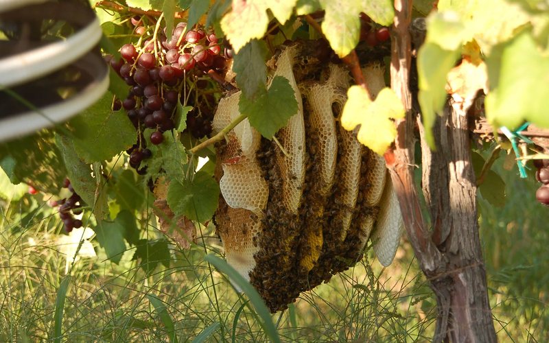 Segundo viticultores franceses as abelha podem ser grandes aliadas do vinho - Divulgação