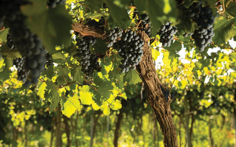 Bonarda, a segunda uva tinta mais plantada na Argentina