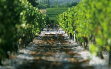 Produtores de Bordeaux receberão 6 mil euros por vinhas arrancadas