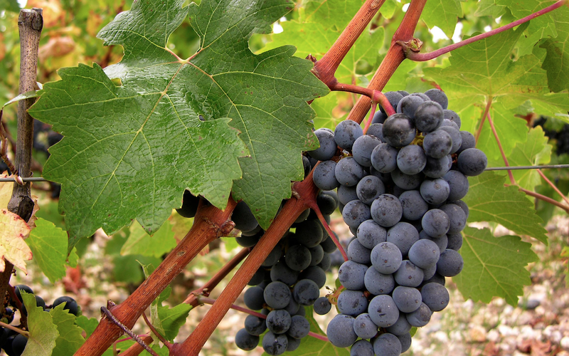 Imagem Os melhores vinhos da uva Cabernet Sauvignon até R$ 150