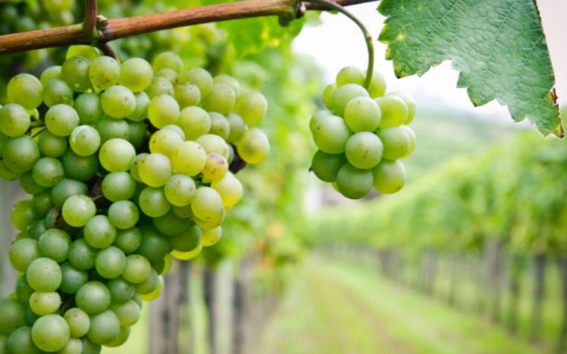 Chenin Blanc é a principal uva branca da África do Sul