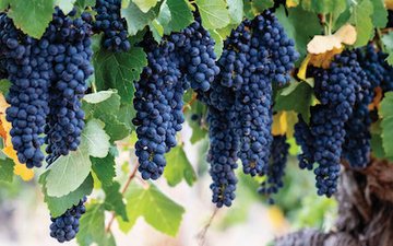 O melhor vinho é da uva Syrah ou da Shiraz?