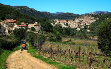 Governo francês lanca pesquisa para determinar quanto de vinhedos extirpar - (c)Pixabay