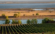 Los Carneros AVA é composta por mais de 3 mil hectares de vinhedos, abriga mais de 20 vinícolas e foi oficialmente reconhecida como Área Vitivinícola Americana em 1983