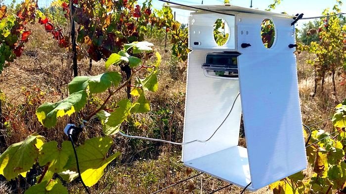 Robô para controle de pestes em vinhedo no Oregon (EUA)