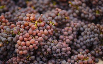 As uvas Pinot além da Pinot Noir