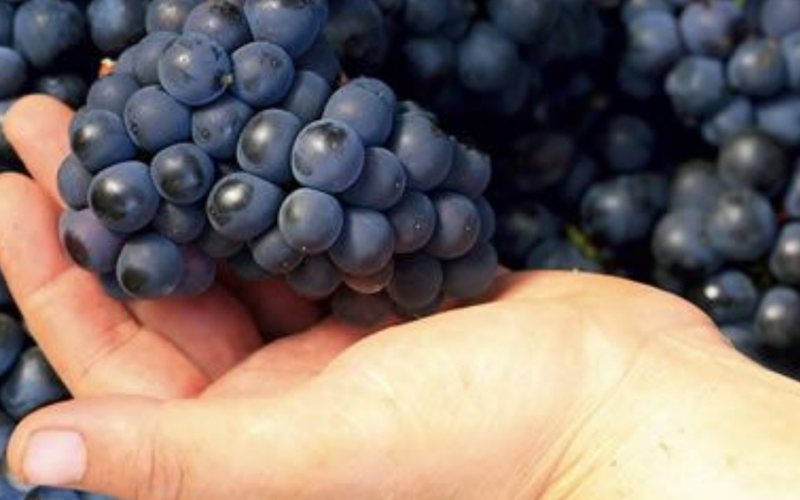 A Pinot Noir é uma das célebres uvas da Borgonha