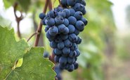 Sangiovese, a uva puro sangue italiana