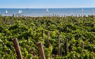 Maior ilha do Mediterrâneo, a Sicília produz vinhos surpreendentes - (c) Assovini