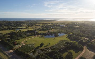 Os melhores vinhos brancos do Uruguai para celebrar o final da colheita