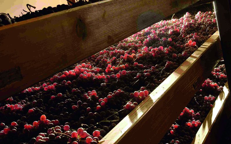 Imagem Entenda o histórico processo de secar as uvas antes da vinificação