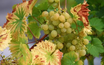 Imagem A França é o país de origem de mais de 5 mil variedades de uvas, segundo o VIVC