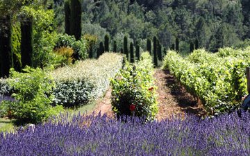 Vinhedos e lavandas convivem em beleza na Provence - (c)Vins de Provence