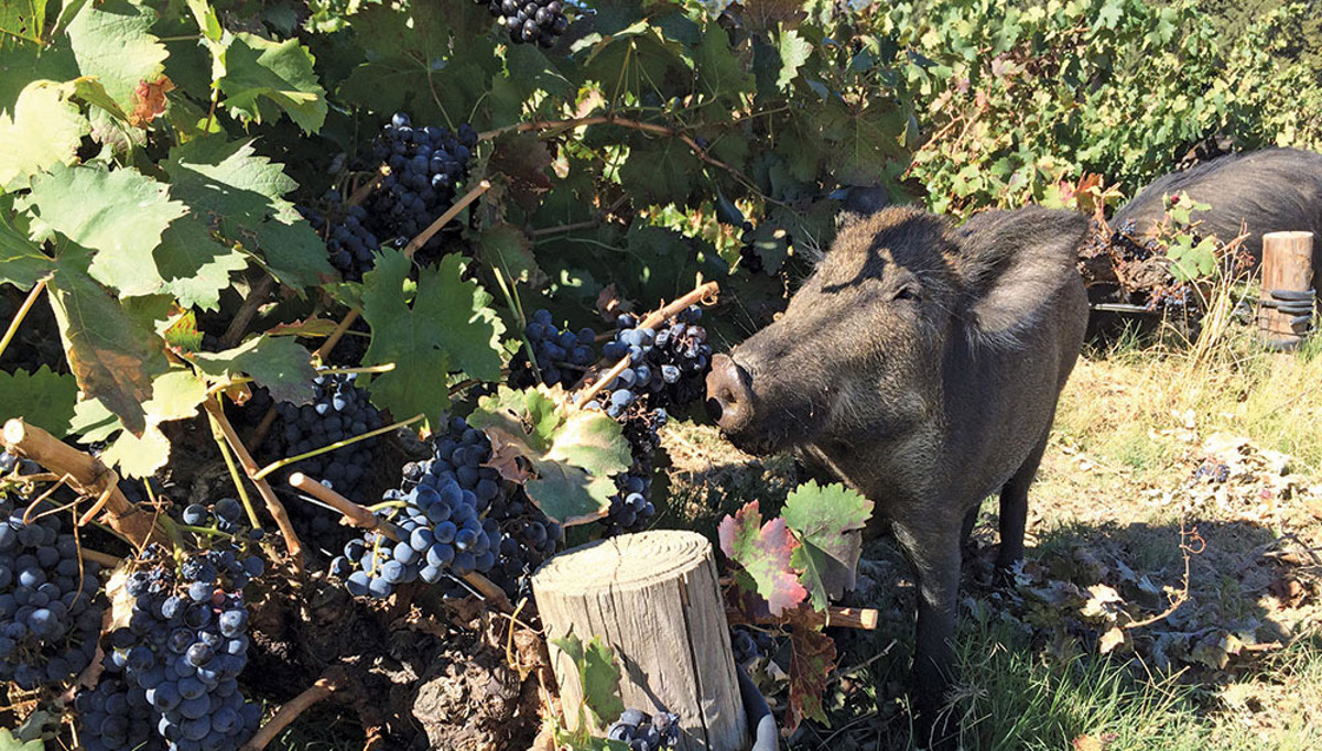 Javalis comem uvas na Toscana