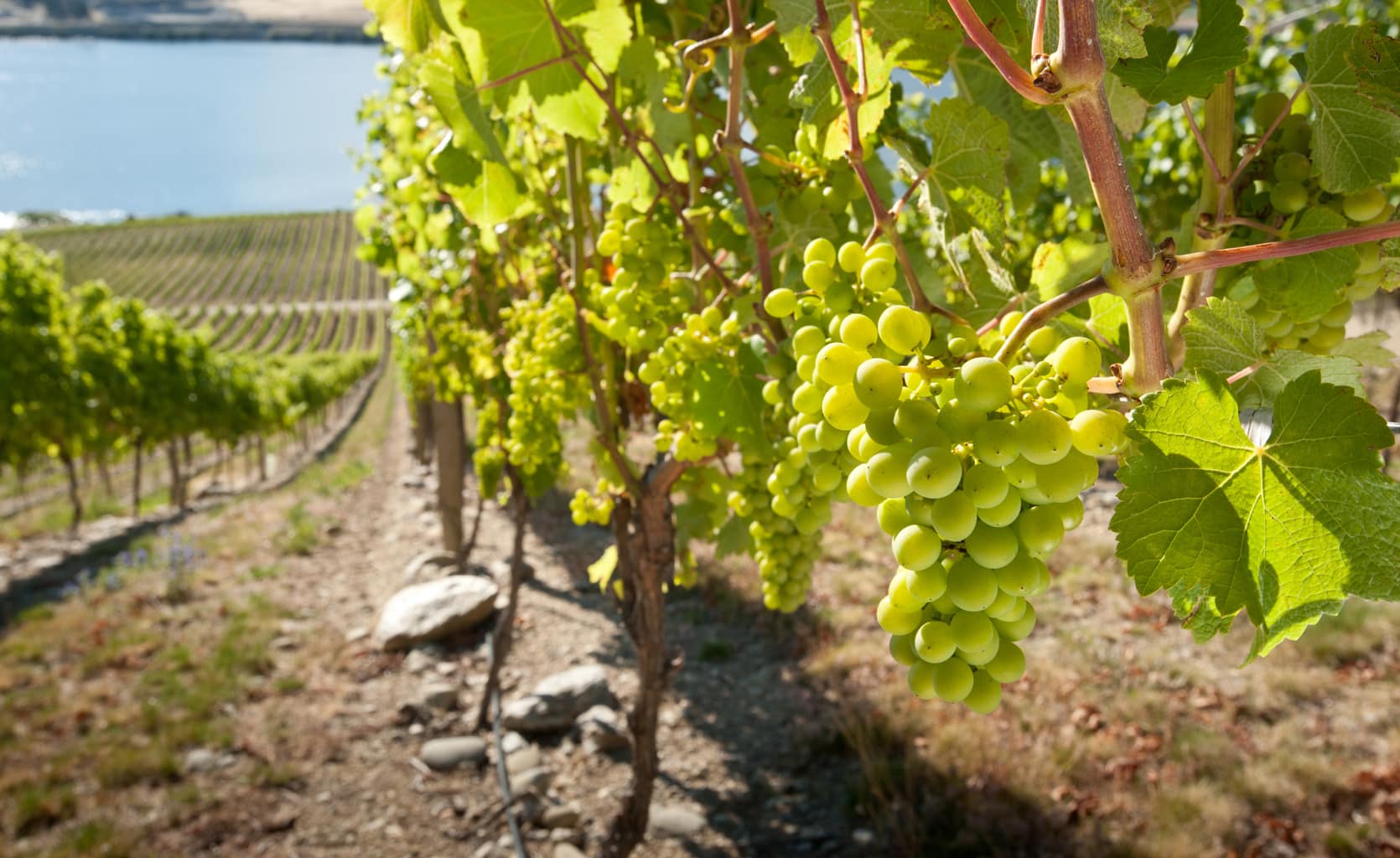 Nova Zelândia inicia grande programa para melhorar – ainda mais – sua Sauvignon Blanc