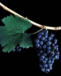 Foto: Wines of Argentina