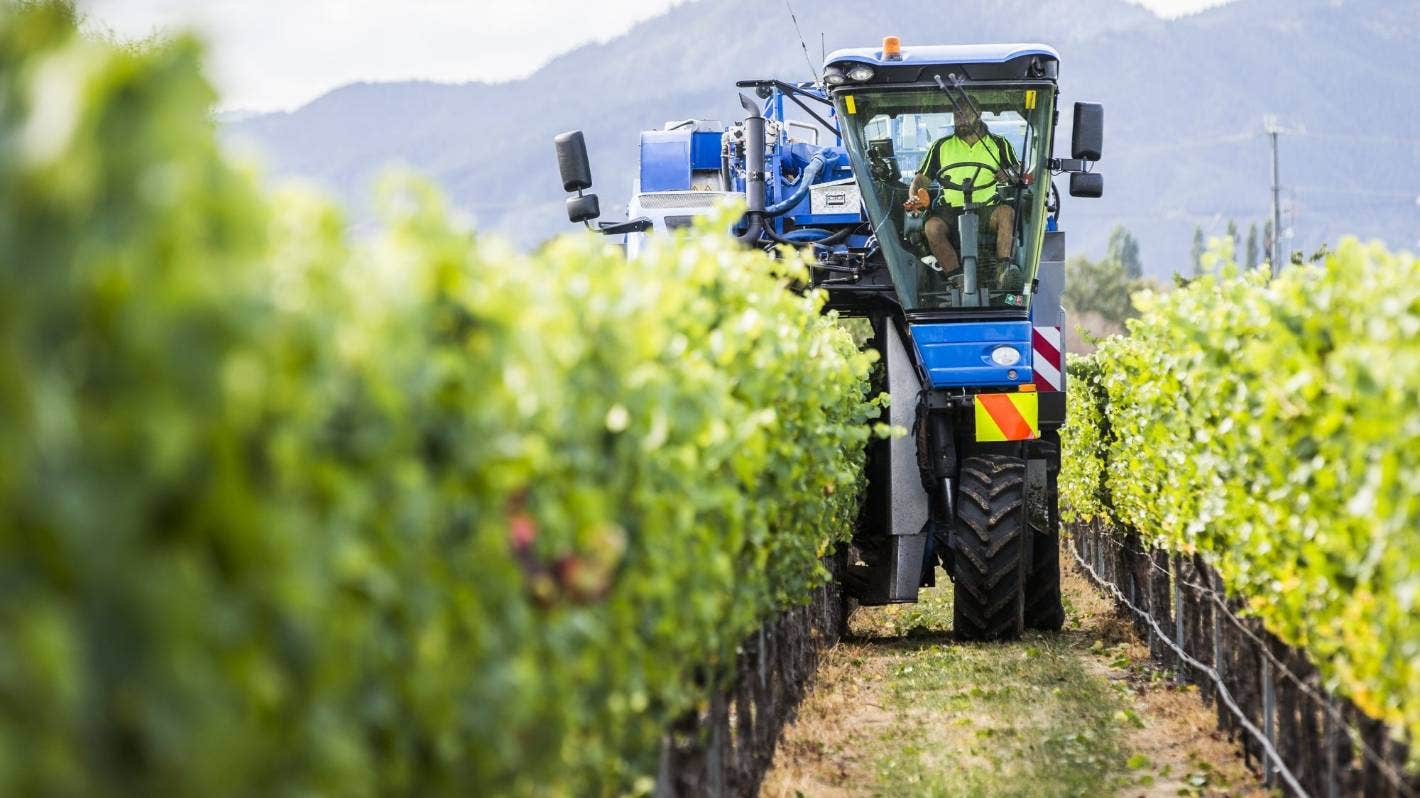 Nova Zelândia começa colheita esperando fazer mais vinho em 2022