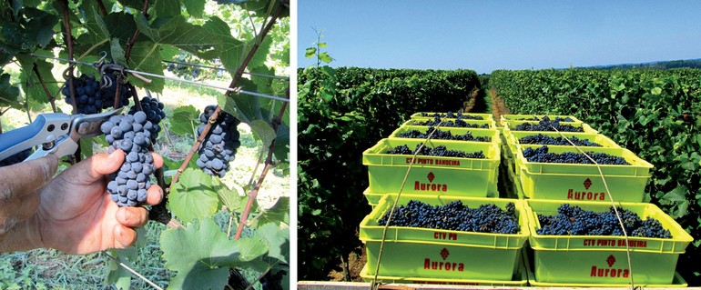 Produtores estão otimistas com a colheita das uvas base para espumantes, como a Pinot Noir e a Chardonnay