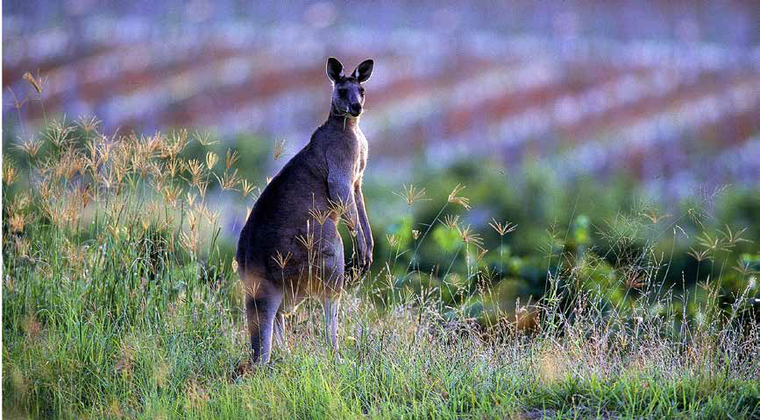Canguru em Vinhedo Australiano
