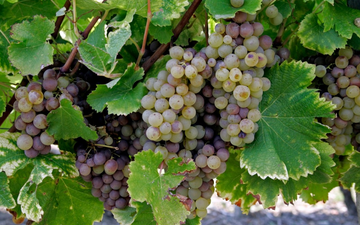 Chateâu Le Puy faz vinho raro com uvas que sofrem da “podridão nobre”