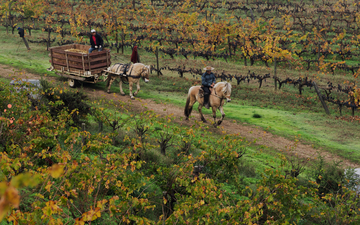 Do oceano para as vinhas, noruegueses fazem vinhos orgânicos no Chile