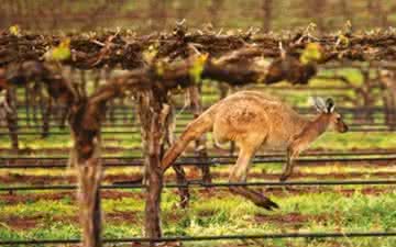 Eles vêm de longe: conheça o melhor vinho australiano