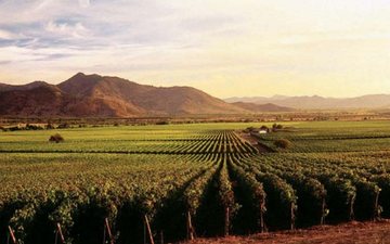 A agricultura é a chave fundamental para definir os vinhos biodinâmicos, naturais e orgânicos