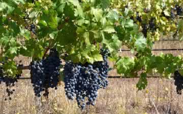 A Cabernet Sauvignon se consolidou como uma das uvas tintas mais influentes do mundo