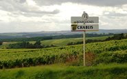 Região de Chablis é a mais famosa do mundo para vinhos da uva Chardonnay