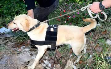 Vinícola aposta em cães farejadores para evitar praga 