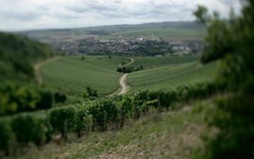 Descubra os segredos do terroir de Chablis e suas classificações
