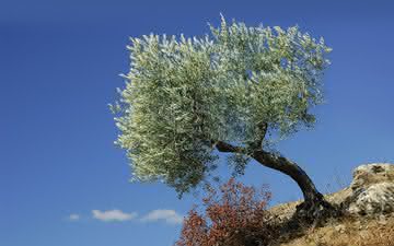 As características da Galega, o principal cultivar de Portugal