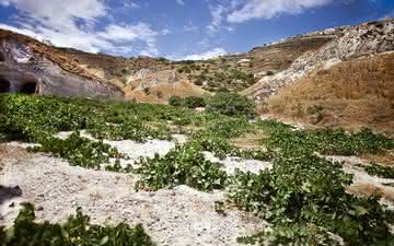 Exploramos os vinhos e terroirs da Grécia