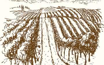 Entenda a diferença entre os vinhedos plantados em Pé Franco 