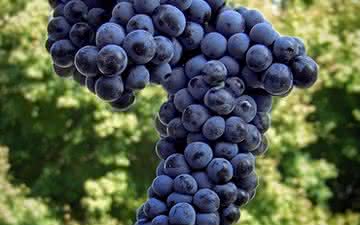 Como a Syrah se tornou uma das uvas mais célebres do mundo