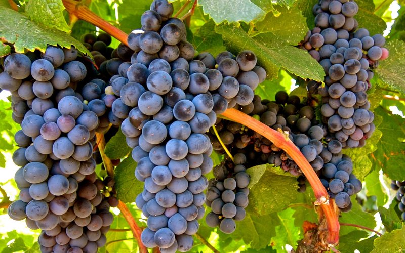 Imagem Tannat Day: 14 de abril é celebrado o dia da uva símbolo do Uruguai