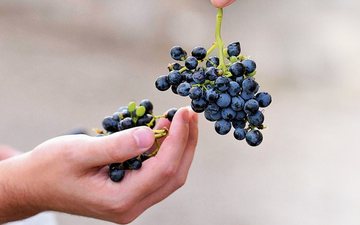 Imagem Conheça o motivo do vinho não ter cheiro de uva