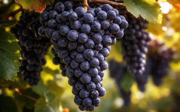 Ilustração para a uva syrah