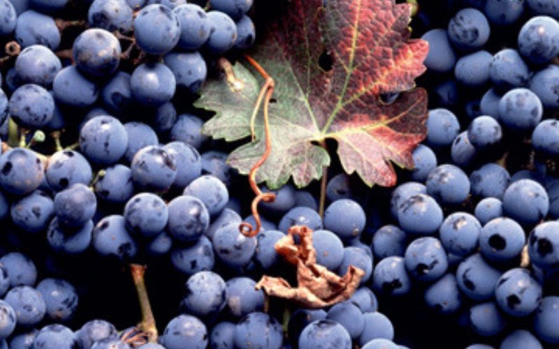 Imagem Uvas de vinhedos do leste francês foram roubadas durante colheita