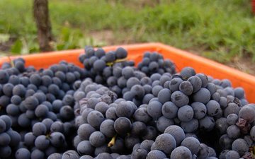 Os segredos da Merlot, a cepa mais consistente da Serra Gaúcha