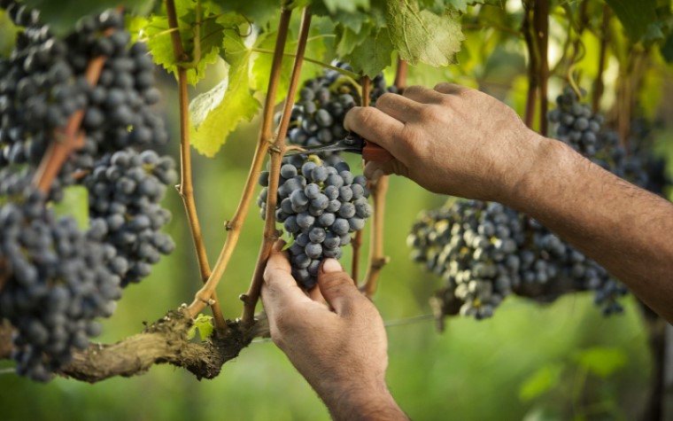 Imagem Polícia Federal declara não haver provas contra vinícolas em trabalho escravo