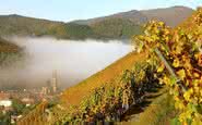 Alsácia é famosa por seu vinho branco em um terroir único