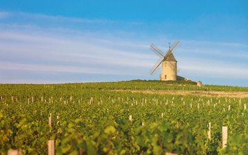 Deixe-se encantar pela suavidade e diversidade dos vinhos do Beaujolais, uma região à parte na Borgonha