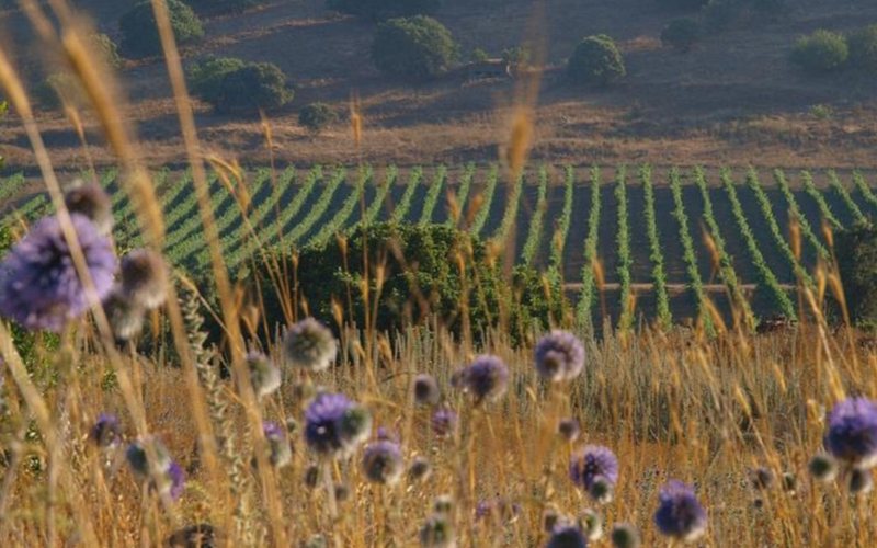 As bíblicas colinas de Golã, repletas de história e disputa, estão também repletas de vinhas. Nesta foto, a paisagem é da vinícola Golan Heights