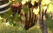Segundo viticultores franceses as abelha podem ser grandes aliadas do vinho - Divulgação