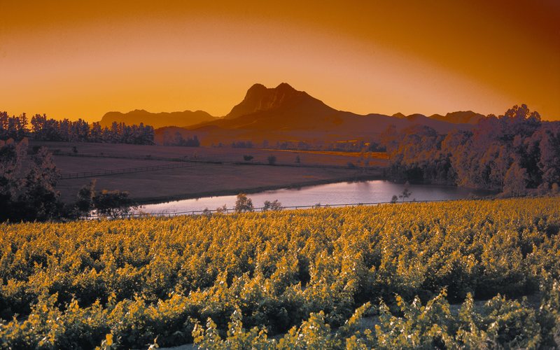 Imagem Produtores de vinho da África do Sul são ameaçados por mineração