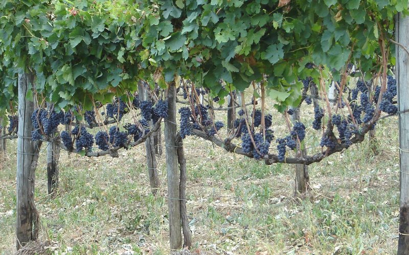 Apesar de sua relevância na vinicultura italiana, sua origem é envolta em mistérios e teorias