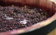 Uvas fermentando para produção de vinho