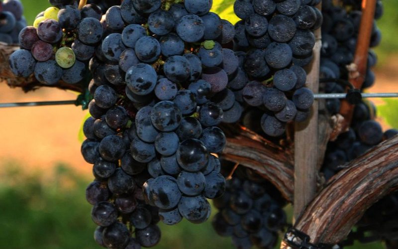 Imagem Descubra os segredos da uva Ancellotta e apaixone-se pelos vinhos encorpados